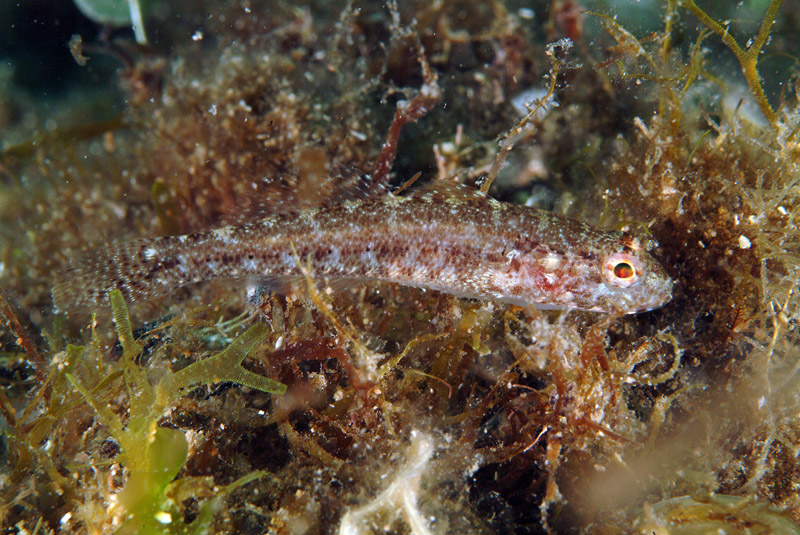 juvenile Gobius cruentatus (zona Porto Badisco LE)